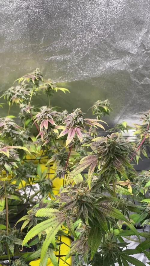 Dwc VelvetRun