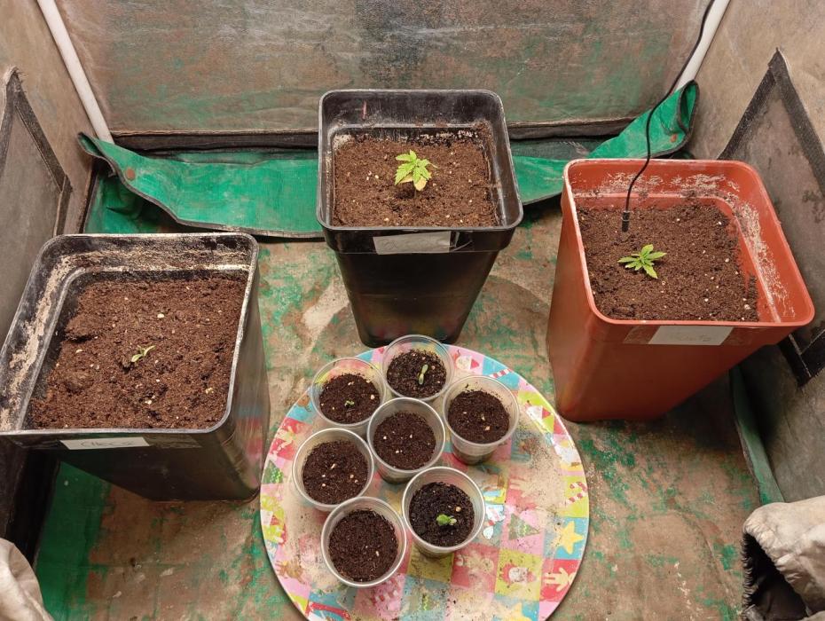 Cultivo 2026. Week 1
