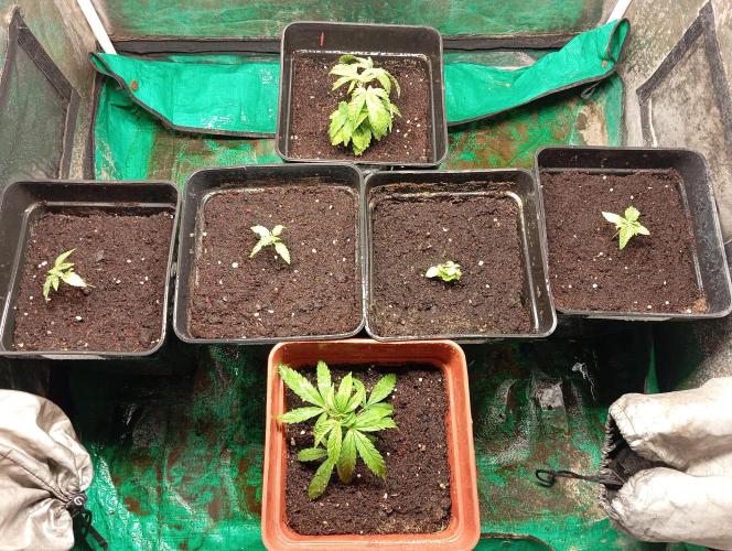 Cultivo 2026. Week 3