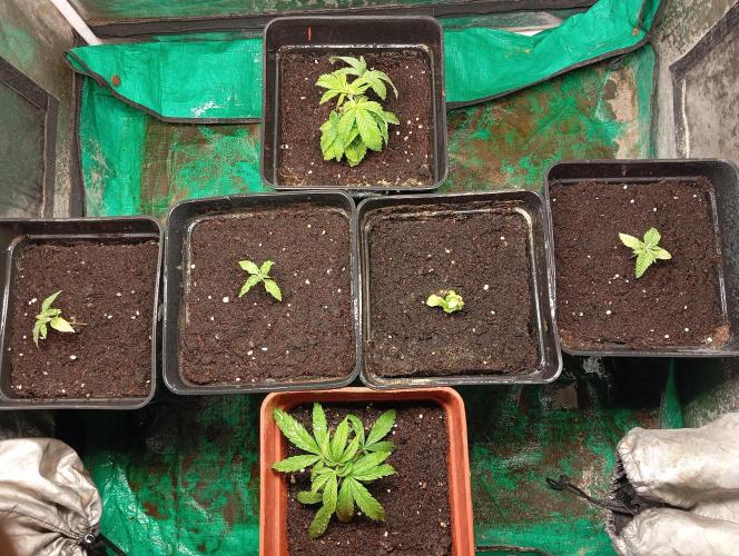 Cultivo 2026. Week 3