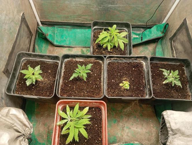 Cultivo 2026. Week 4