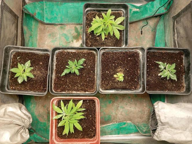Cultivo 2026. Week 4