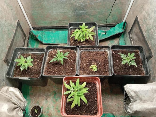 Cultivo 2026. Week 4