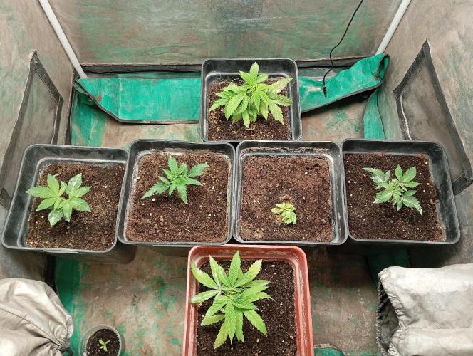Cultivo 2026. Week 4