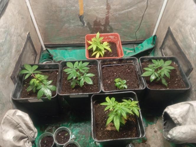 Cultivo 2026. Week 4