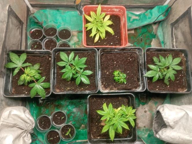Cultivo 2026. Week 4