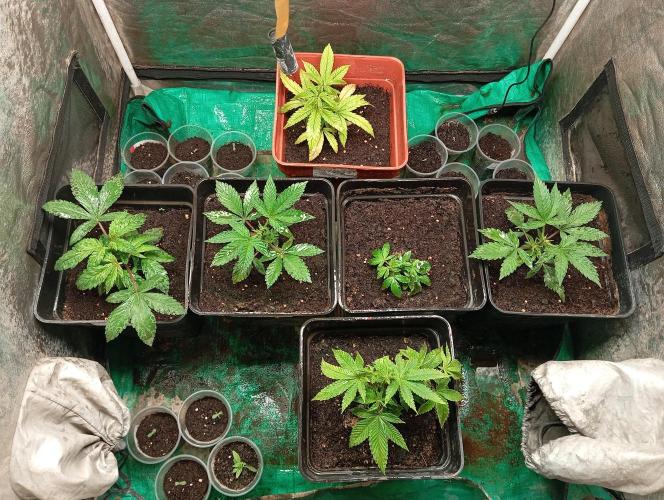 Cultivo 2026. Week 5