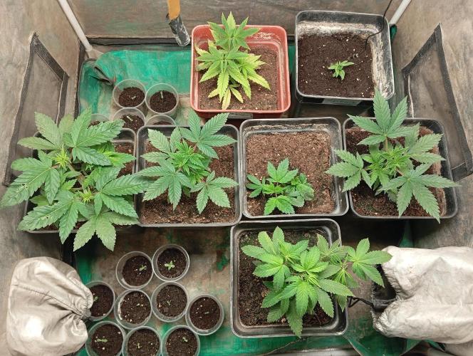 Cultivo 2026. Week 5