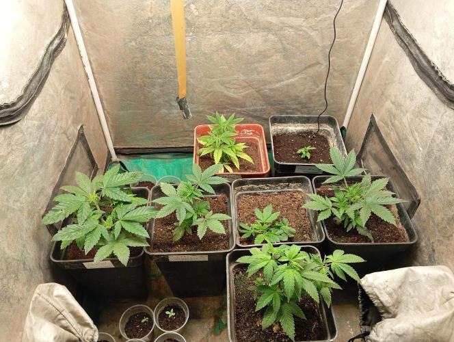 Cultivo 2026. Week 5
