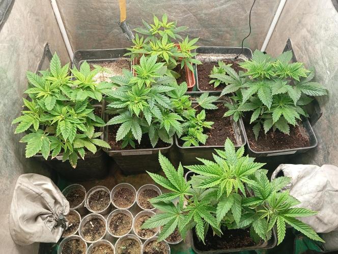 Cultivo 2026. Week 6