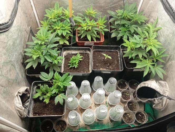 Cultivo 2026. Week 6