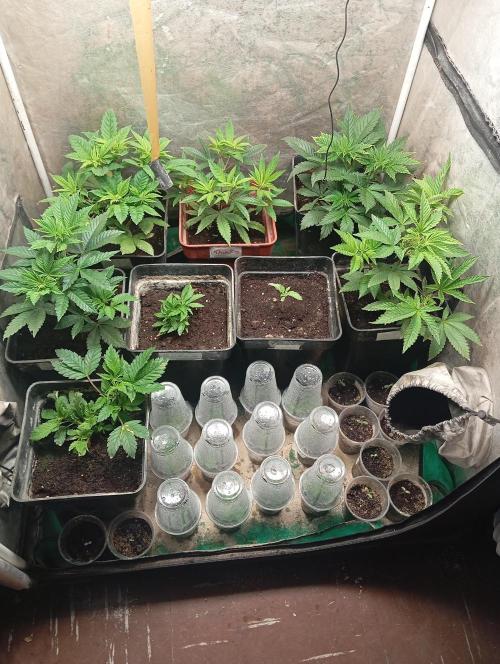 Cultivo 2026. Week 7