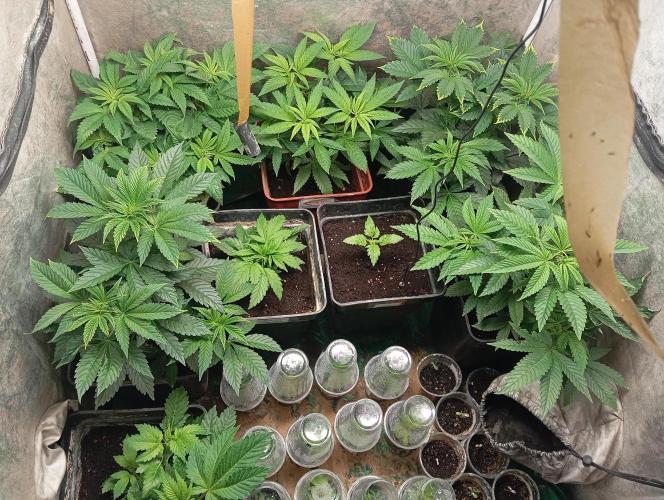 Cultivo 2026. Week 7