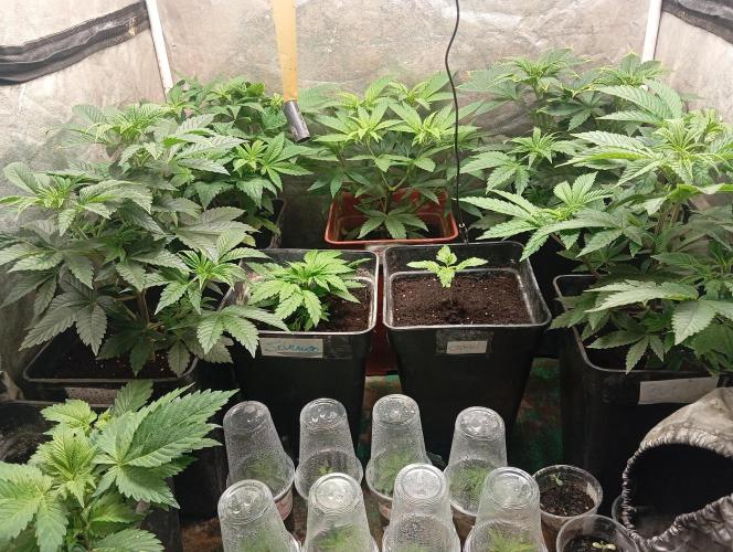 Cultivo 2026. Week 7