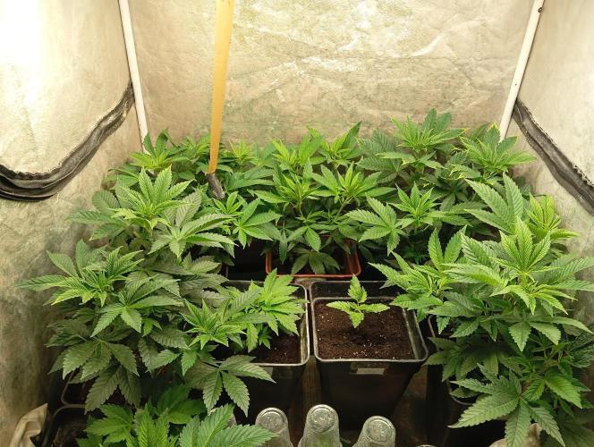 Cultivo 2026. Week 7
