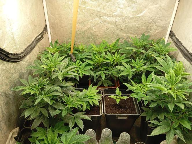 Cultivo 2026. Week 7