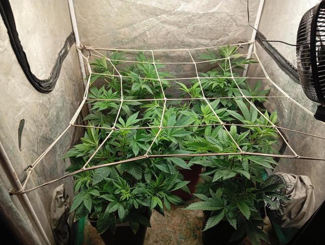 Cultivo 2026. Week 7
