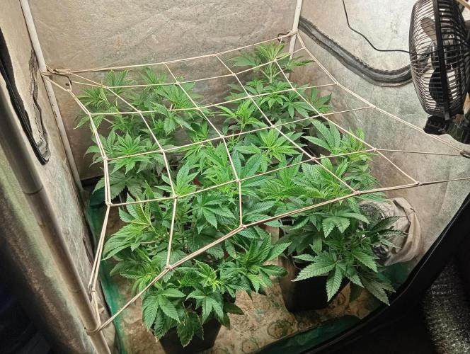 Cultivo 2026. Week 7