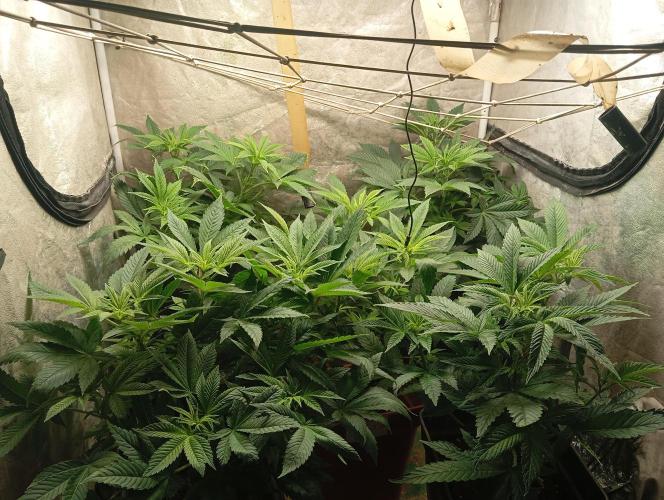 Cultivo 2026. Week 8