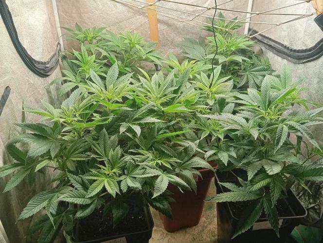 Cultivo 2026. Week 8