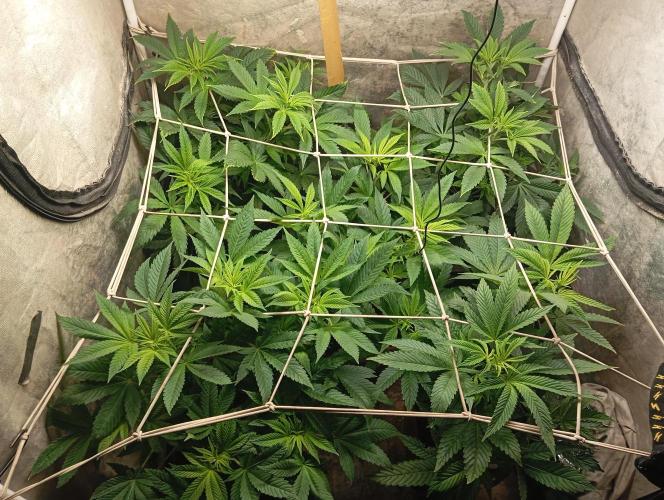 Cultivo 2026. Week 8