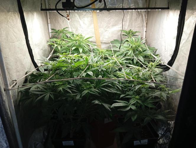 Cultivo 2026. Week 9