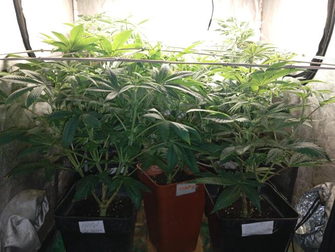 Cultivo 2026. Week 9