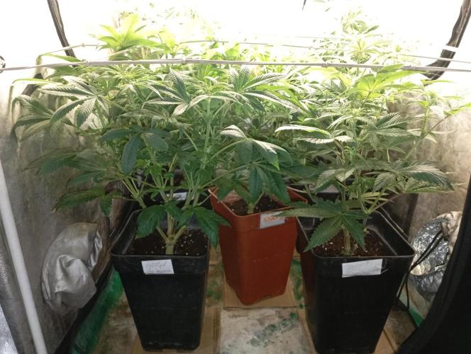 Cultivo 2026. Week 9