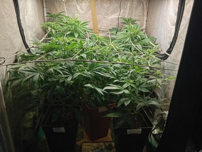 Cultivo 2026. Week 9