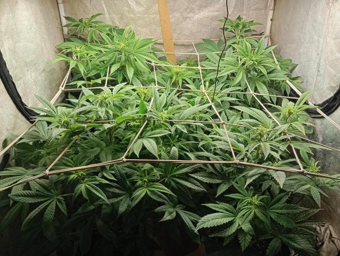 Cultivo 2026. Week 9