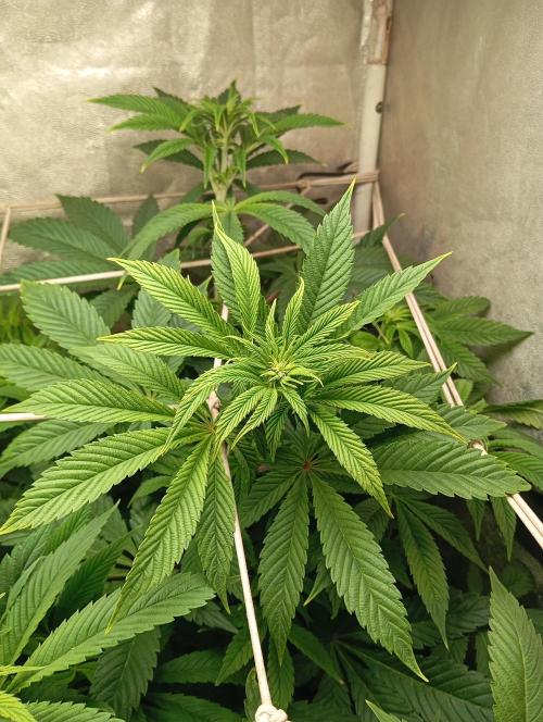 Cultivo 2026. Week 9