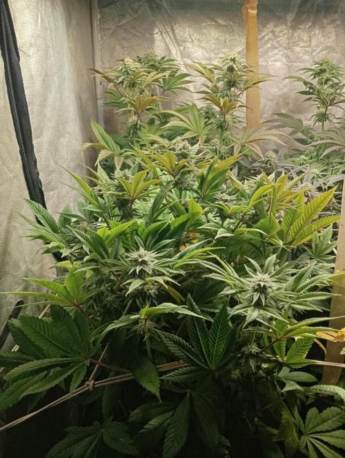 Cultivo 2026. Week 12