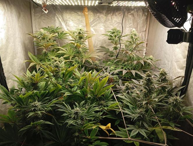 Cultivo 2026. Week 12
