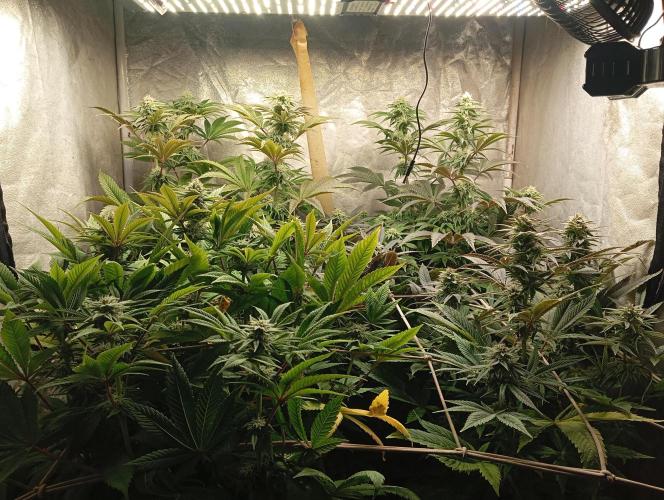 Cultivo 2026. Week 12