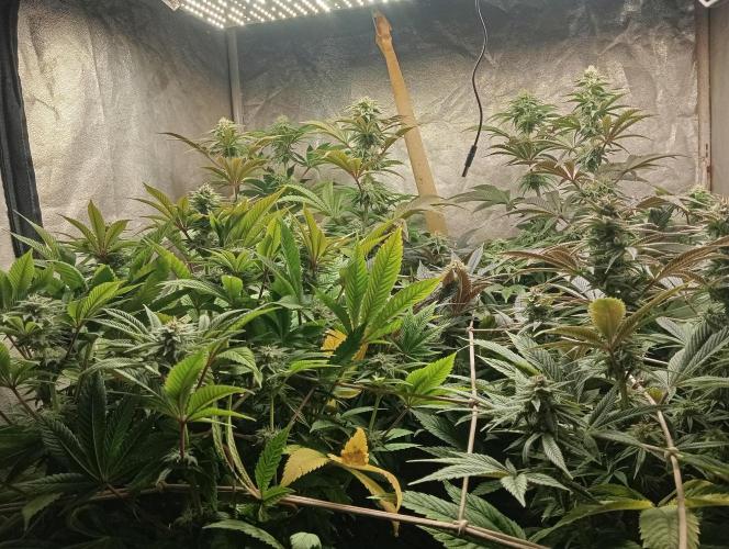 Cultivo 2026. Week 12
