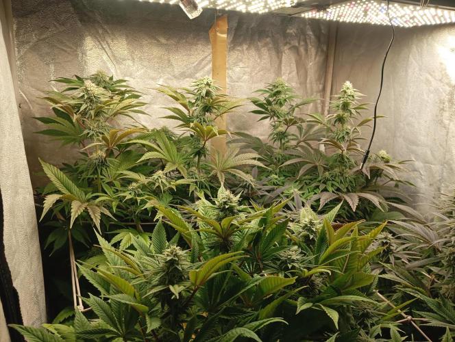 Cultivo 2026. Week 12