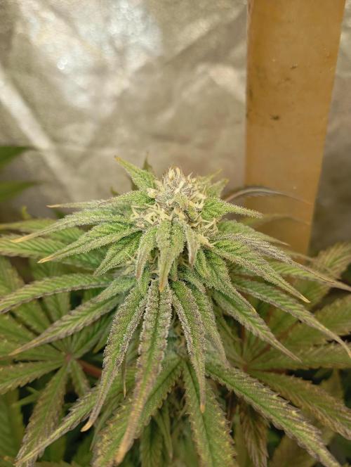Cultivo 2026. Week 12