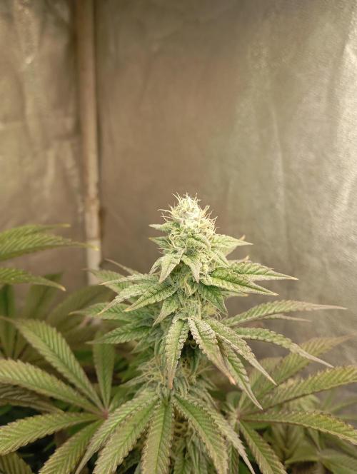Cultivo 2026. Week 12