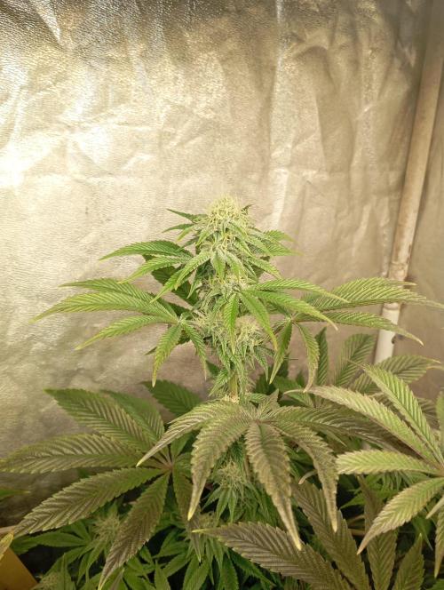 Cultivo 2026. Week 12