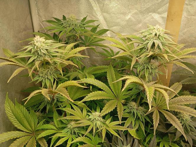 Cultivo 2026. Week 12