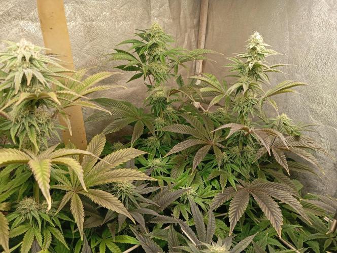 Cultivo 2026. Week 12