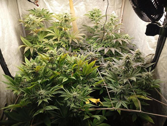 Cultivo 2026. Week 12