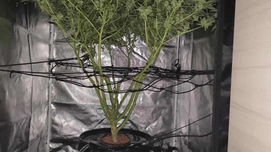 8° DWC White Widow