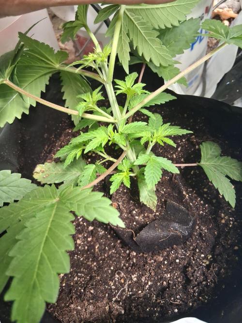 AMALFI X WHITE THORN ROSE. Week 4