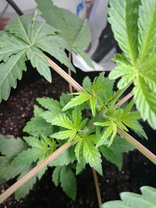 AMALFI X WHITE THORN ROSE. Week 4