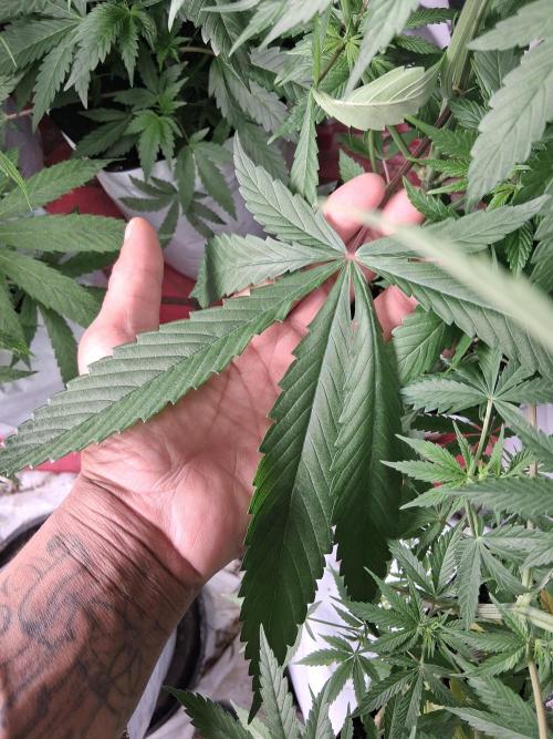 Paradise pine. Week 6