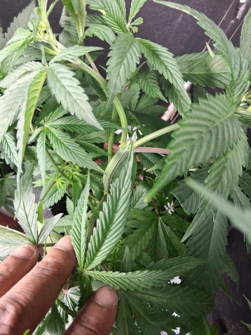 Paradise pine. Week 6