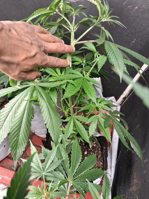 Paradise pine. Week 6