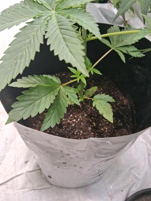 SOAP X WHITETHORN ROSE. Week 4