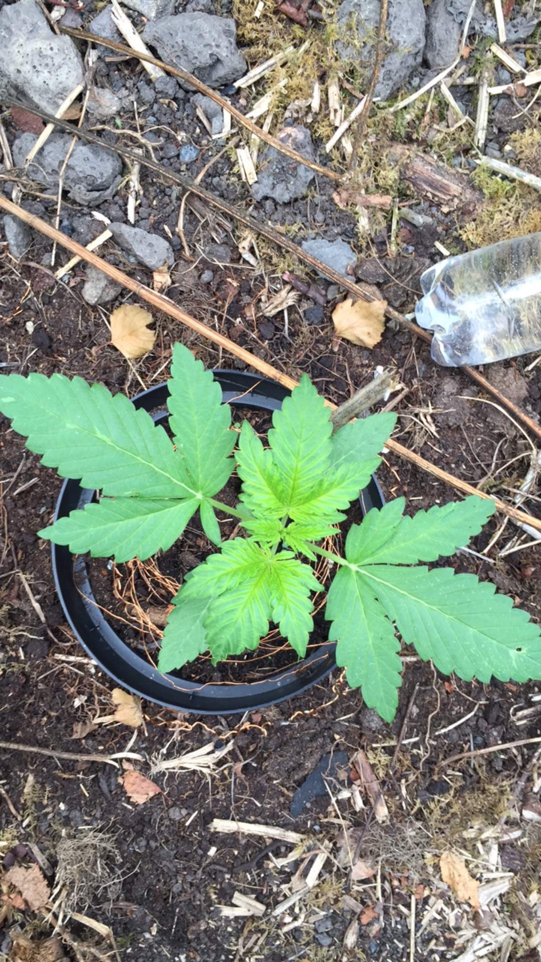 Dutch Passion Auto Durban Poison grow diary (journal) week3 by